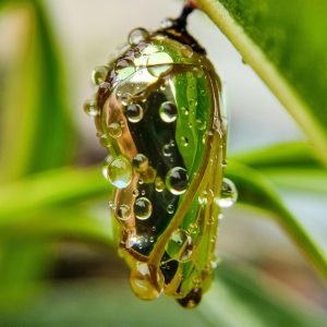 Le cocon trop étroit, le confort du statu quo