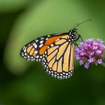 L'envol retrouvé, l'autonomie